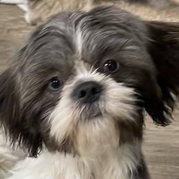 Barbie - Shih Tzu