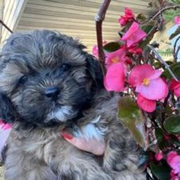 Aussiedoodle, Australian Shepherd, Poodle, Shihpoo, and Shih Tzu Puppies from Rockiń N Kennel