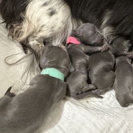 Dachshund Puppies from JB Doxies
