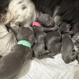 Dachshund Puppies from JB Doxies