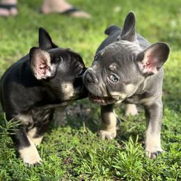 French Bulldog Puppies from Small Batch Frenchies