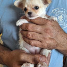 Barbie - Cream and white female Chihuahua puppy in Haines City, Florida from Kassafina Kennel