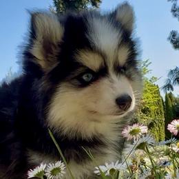 Pomsky puppies from Dollhouse Pomskies