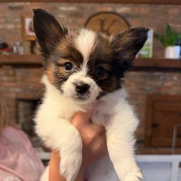 Ruby - White and sable female Papillon puppy in Coatesville, Indiana from Wendy’s Wings