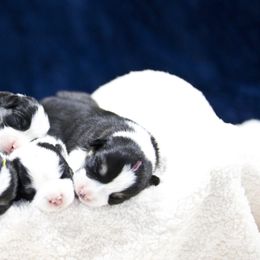 Pembroke Welsh Corgi Puppies from Cosmere Corgis