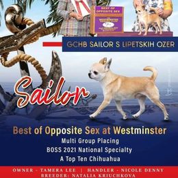 Chihuahua Puppies from Country Charm Chihuahuas