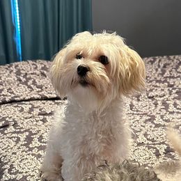 Maltese and Maltipoos from Heltons Little Gems