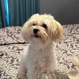 Maltese and Maltipoos from Heltons Little Gems