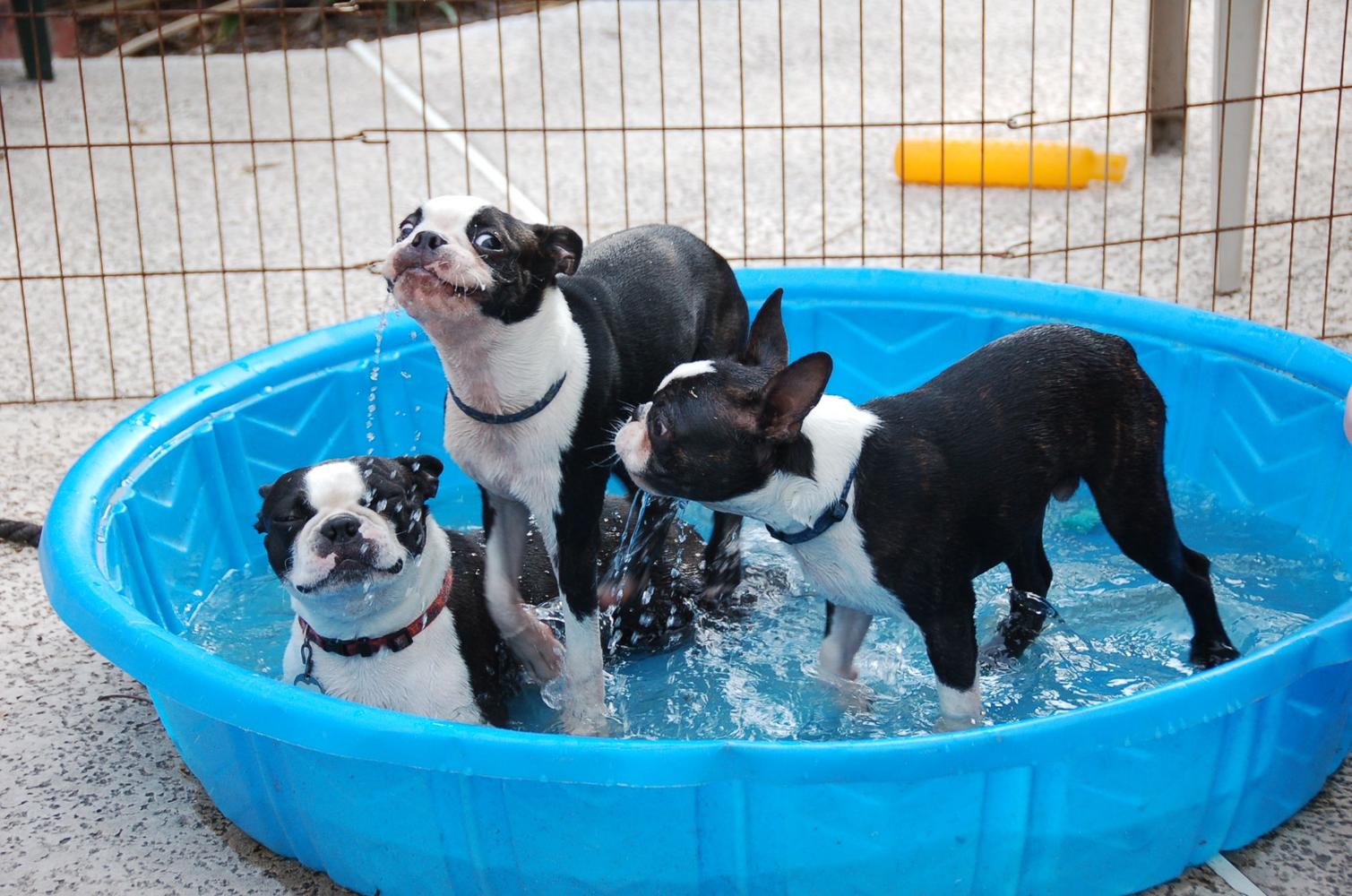 3 Boston Terriers play in a kiddie pool
