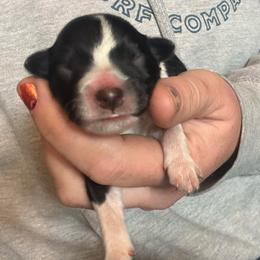 Pookie - Black and white female Border Collie puppy in North Lakeport, California from Wild Rose Ranch