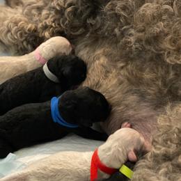 Bernedoodle Puppies from Southern Oak Breeder LLC