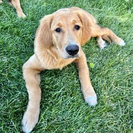 Golden Retriever Puppies from Mountain Reign Golden Retrievers