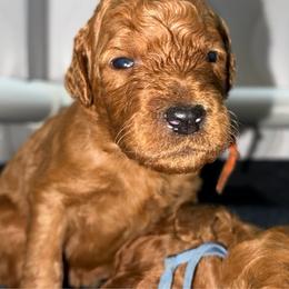 Orange - Red  male Poodle puppy in Keedysville, Maryland from Sunshine Red Standard Poodles