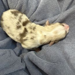 Carmel - Red merle female Australian Shepherd puppy in Mount Vernon, Texas from RJ's Aussie Posse