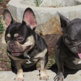 French Bulldogs from B.A.D_Frenchies