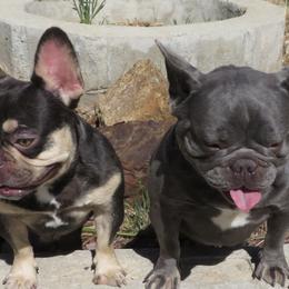 French Bulldogs from B.A.D_Frenchies