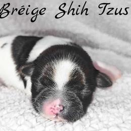 AKC Tri-Color Female - Tricolor female Shih Tzu puppy in Las Vegas, Nevada from Beirin Breige Shih Tzus