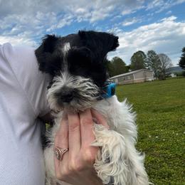 Lacy - Parti female Miniature Schnauzer puppy in Dunlap, Tennessee from Beards of Glory