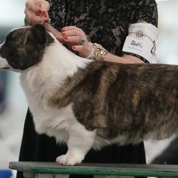 Cardigan Welsh Corgis from Mountain Paws Cardigan Welsh Corgis