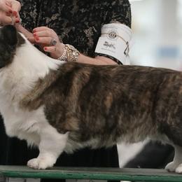 Cardigan Welsh Corgis from Mountain Paws Cardigan Welsh Corgis
