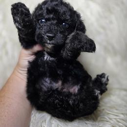 Mercedes - Black and white female Cockapoo puppy in West Point, Mississippi from Golden Paws