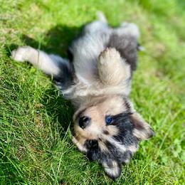 Mousse - Merle male Pomsky puppy in Sanbornton, New Hampshire from Kristie’s Husky Haven