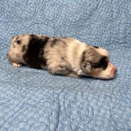 Hickory - Blue merle male Australian Shepherd puppy in Olivehurst, California from Double M Aussies