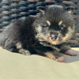 Yunara - Tri-color female Pomsky puppy in Boonville, Indiana from Elysian Pomskies