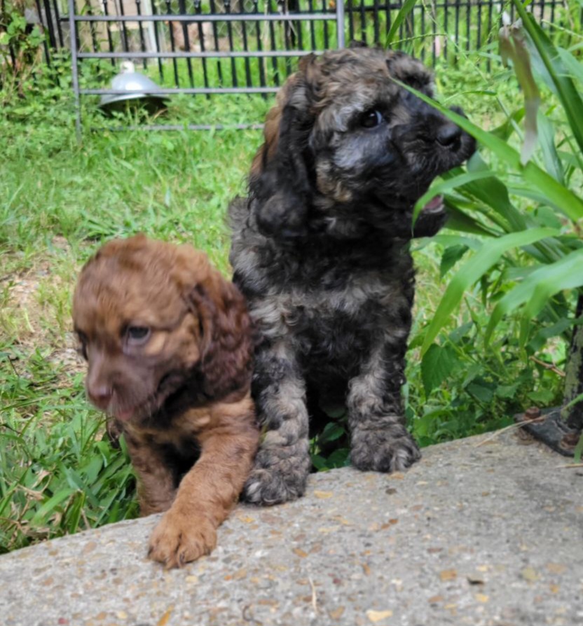 Cockapoo Puppies from Cano Cockapoos