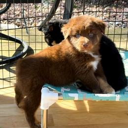 Barista - Red tri-color female Australian Shepherd puppy in Coldwater, Michigan from Northern Star Australian Shepherds