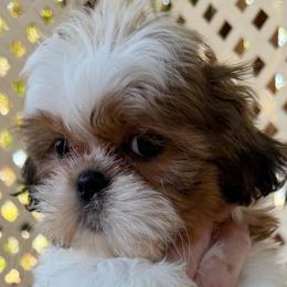 Cookie - Sable and white female Shih Tzu puppy in Victorville, California from Precioustzus