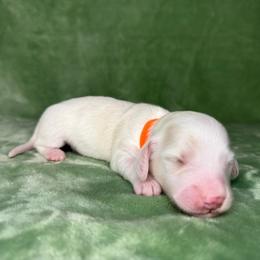 Orange collar - Cream male Dachshund puppy in Poteau, Oklahoma from Sisters Dazzling Dachshunds