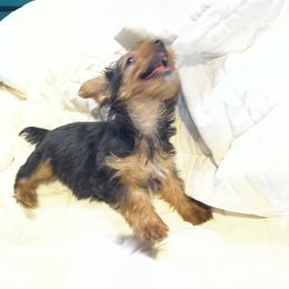 Pomeranian and Yorkshire Terrier Puppies from Coulter Creek Kennels