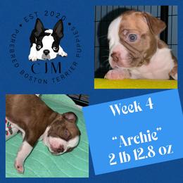 Archie - Red male Boston Terrier puppy in Jupiter, Florida from CJM Boston and Boxer Puppies