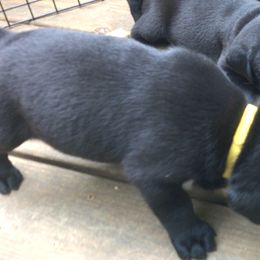 Boy 1 - Black Labrador Retriever puppy in Hilliards, Pennsylvania from Del-Star Kennels