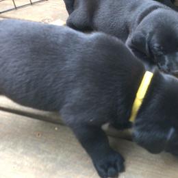 Boy 1 - Black Labrador Retriever puppy in Hilliards, Pennsylvania from Del-Star Kennels