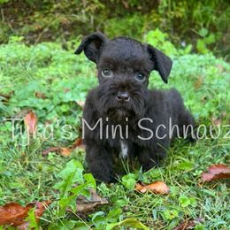 Boy 1 - Liver male Miniature Schnauzer puppy in Kentucky from Tyra's Mini Schnauzers