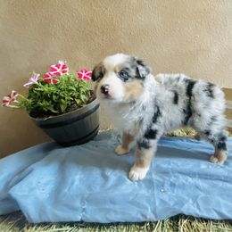 Lucky - Blue merle male Australian Shepherd puppy in Bloomfield, New Mexico from Victoria's Australian Shepherds