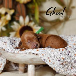 Ghoul - Red  male Goldendoodle puppy in Mendon, Massachusetts from Comfort & Cuddle Co
