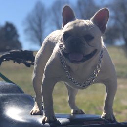 French Bulldogs, Maltese, and Poodles from SilverLining highlands and hounds