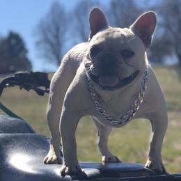 French Bulldogs, Maltese, and Poodles from SilverLining highlands and hounds
