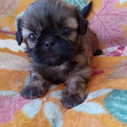 Elton - Red male Shih Tzu puppy in Sulpher Springs, Texas from Pams Precious Shih Tzus