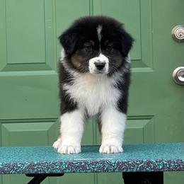 Australian Shepherd Puppies from Storybrooke Australian Shepherds