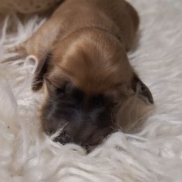 One - Red male Dachshund puppy in Gordon, Georgia from Long Dogs Yellow Farm