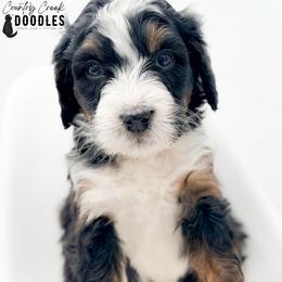 ARCHER - Tri-color male Bernedoodle puppy in Tipton, Indiana from Country Creek Doodles