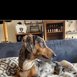 Dollar - Dapple male Dachshund puppy in Grass Valley, California from Mis Doxie