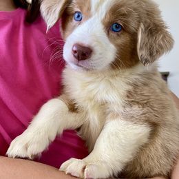Sweet Peach, AKC Mini Aussie, Red Merle Girl with Natural Tail - Red merle female Miniature Australian Shepherd puppy in Douglas, Arizona from Starry-Eyed Mini Aussies with Tails