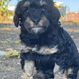 Venice - Phantom female Bernedoodle puppy in Longmont, Colorado from Colorado Miniature Bernedoodle Puppies