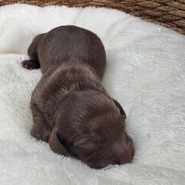 Cove - Chocolate and tan female Dachshund puppy in Wallingford, Kentucky from Hensley Homestead Dachshunds
