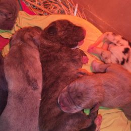 SoSorry - Brindle male Great Dane puppy in Street, Maryland from Grant’s Gorgeous Greats